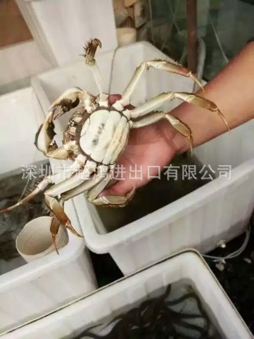 超鸿中秋献礼 阳澄湖大闸蟹，源自超鸿进出口的至臻心意